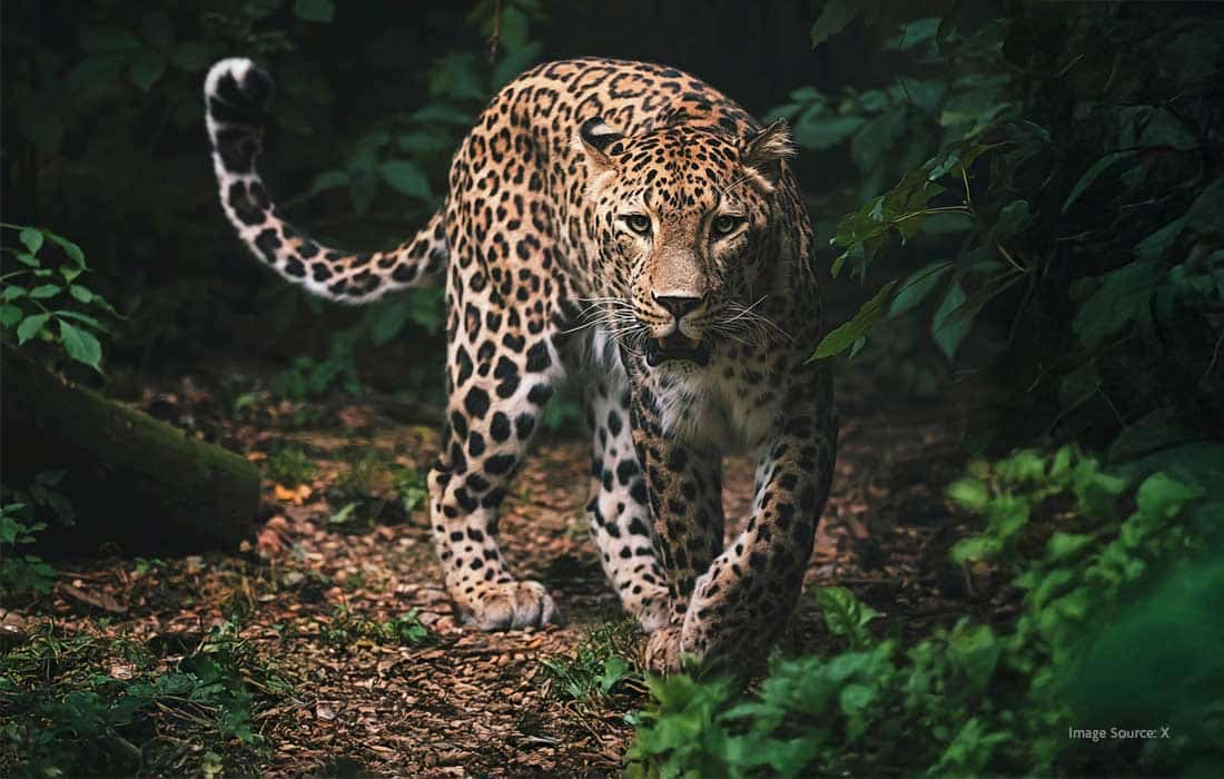 Leadership Lessons from the Leopard