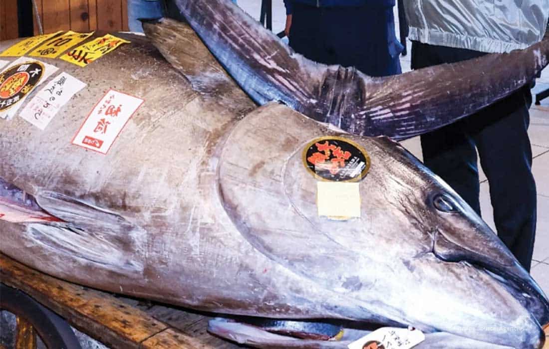Motorbike-Sized Bluefin Tuna was sold for ¥207 Million at auction