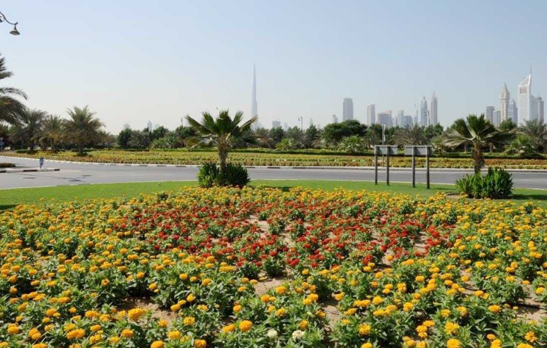 Dubai plants 216,500 trees expanded green spaces in 2024