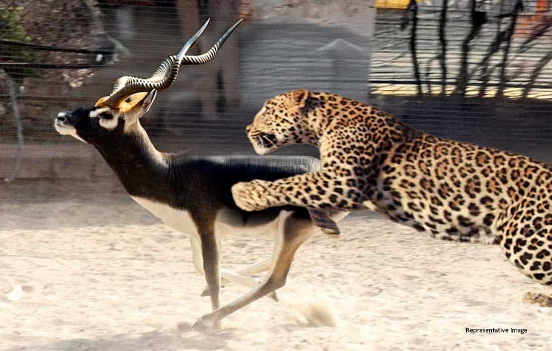 Leopard kills blackbuck in Gujarat park: 8 die of shock