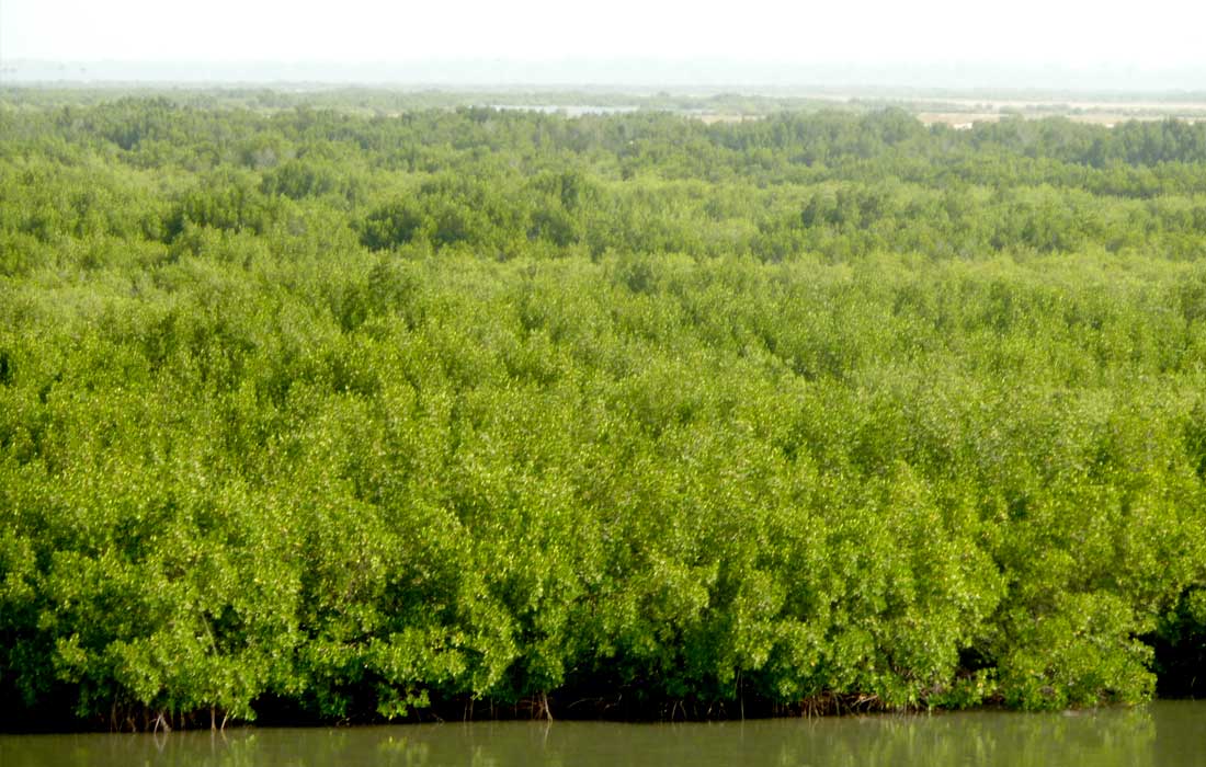 Sharjah completes mangrove planting programme with 11,600 trees