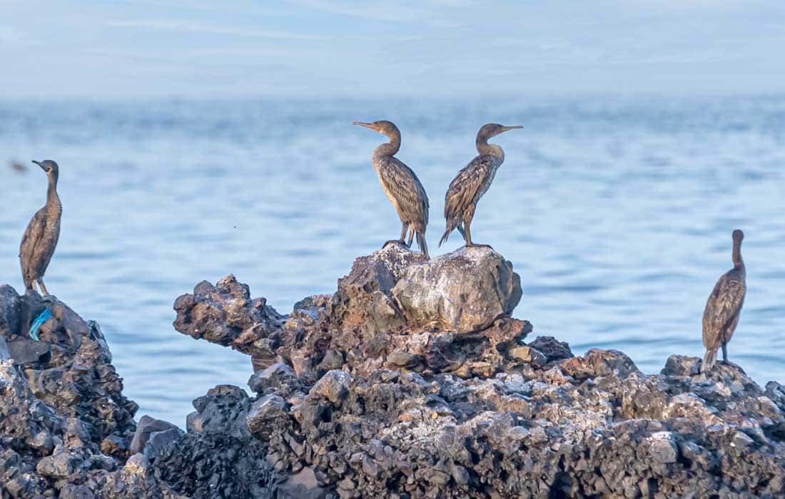Sir Bu Nair Island in Sharjah joins IUCN Green List