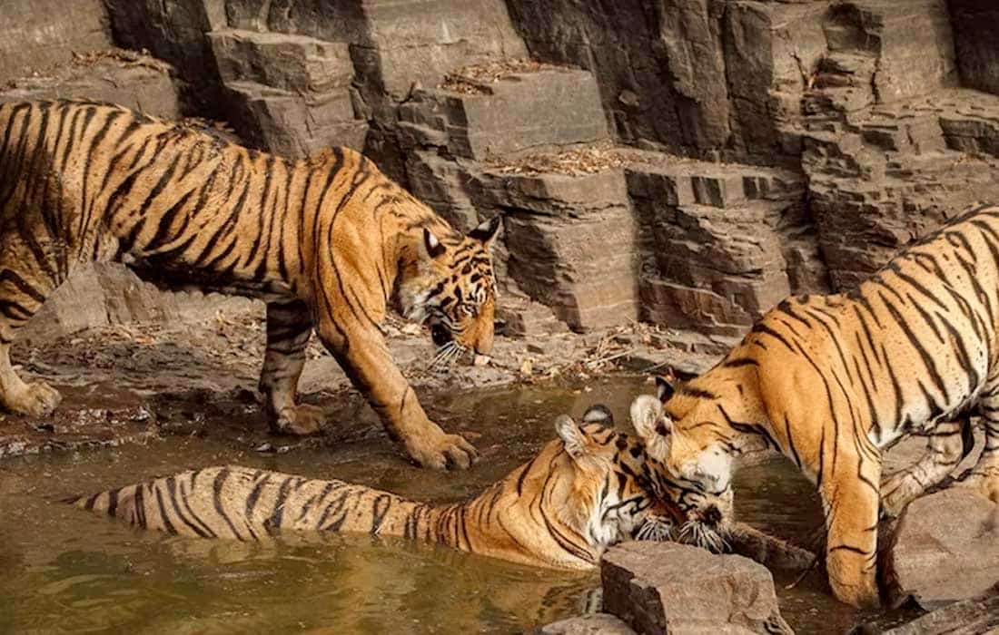 International Big Cat Alliance becomes global treaty-based body