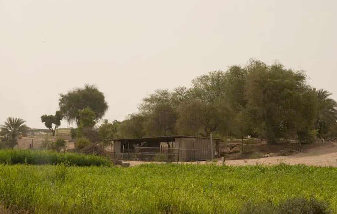 UAE strengthens sustainability efforts on National Environment Day