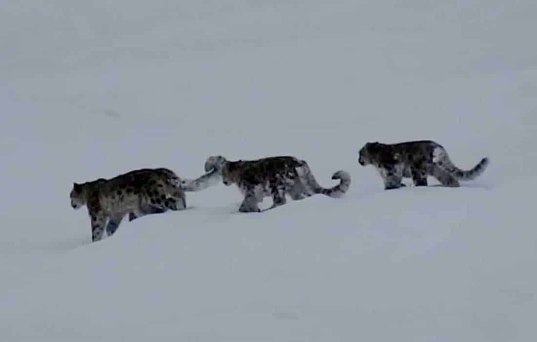 Rare snow leopard sighting in Pakistan stuns conservationists