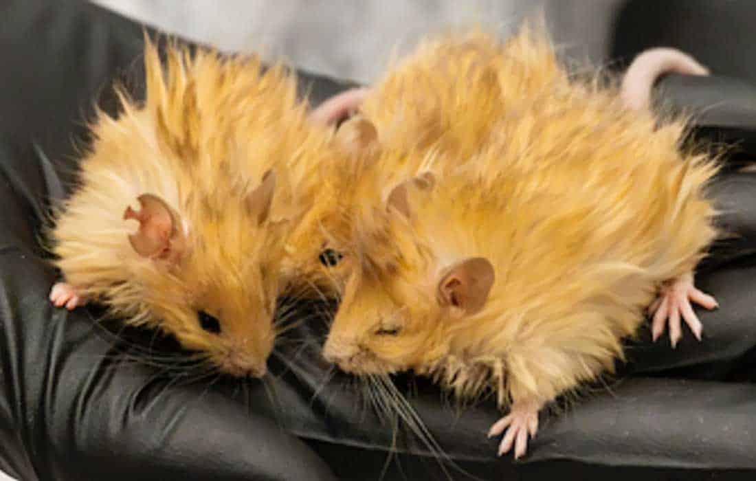 Scientists have created ‘woolly mice,’ a major breakthrough in the effort to revive woolly mammoths through gene editing.