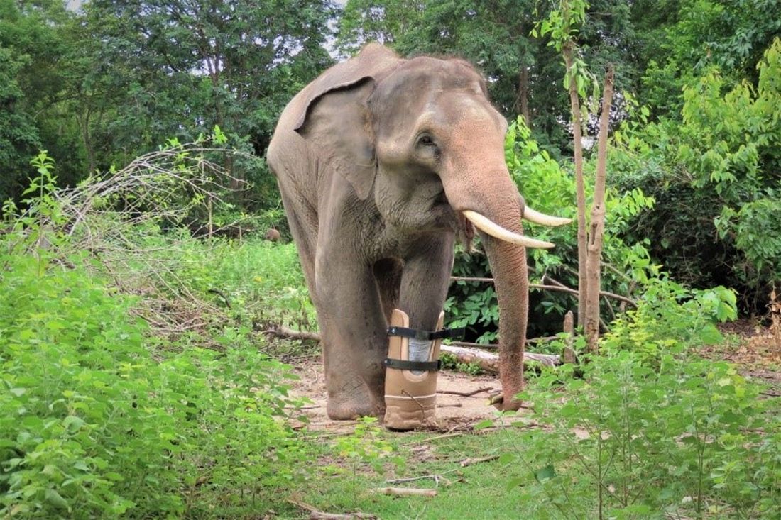 Emirates Park Zoo & Resort in Abu Dhabi to support rescue and rehabilitation of endangered animals in Cambodia