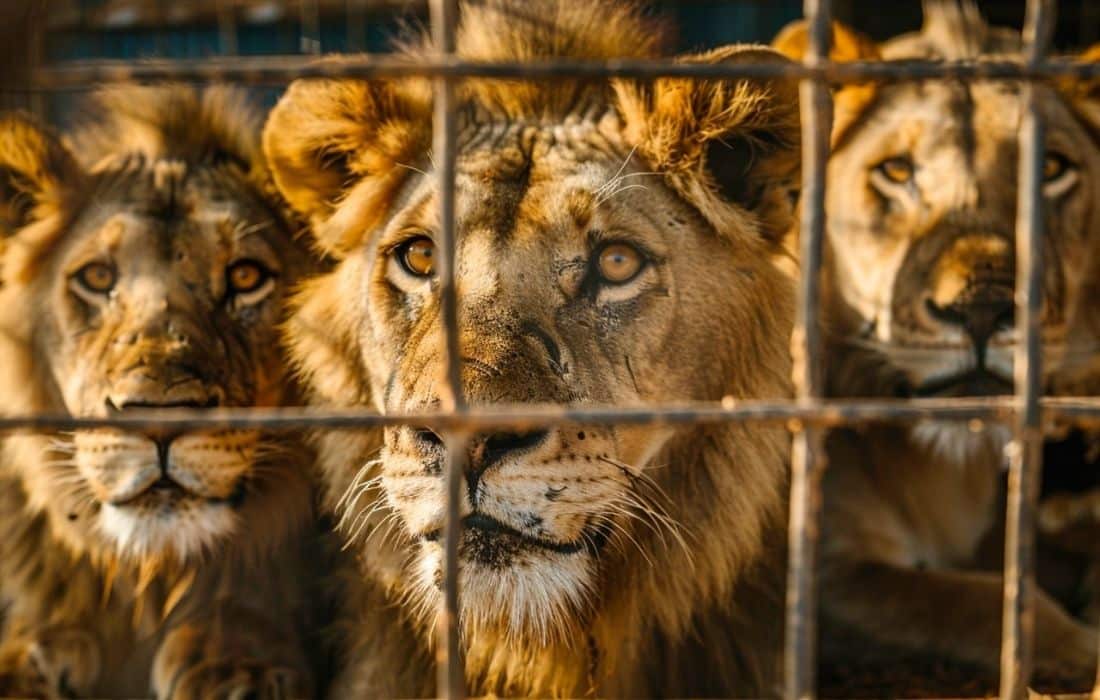 India to host International Big Cat Alliance HQ
