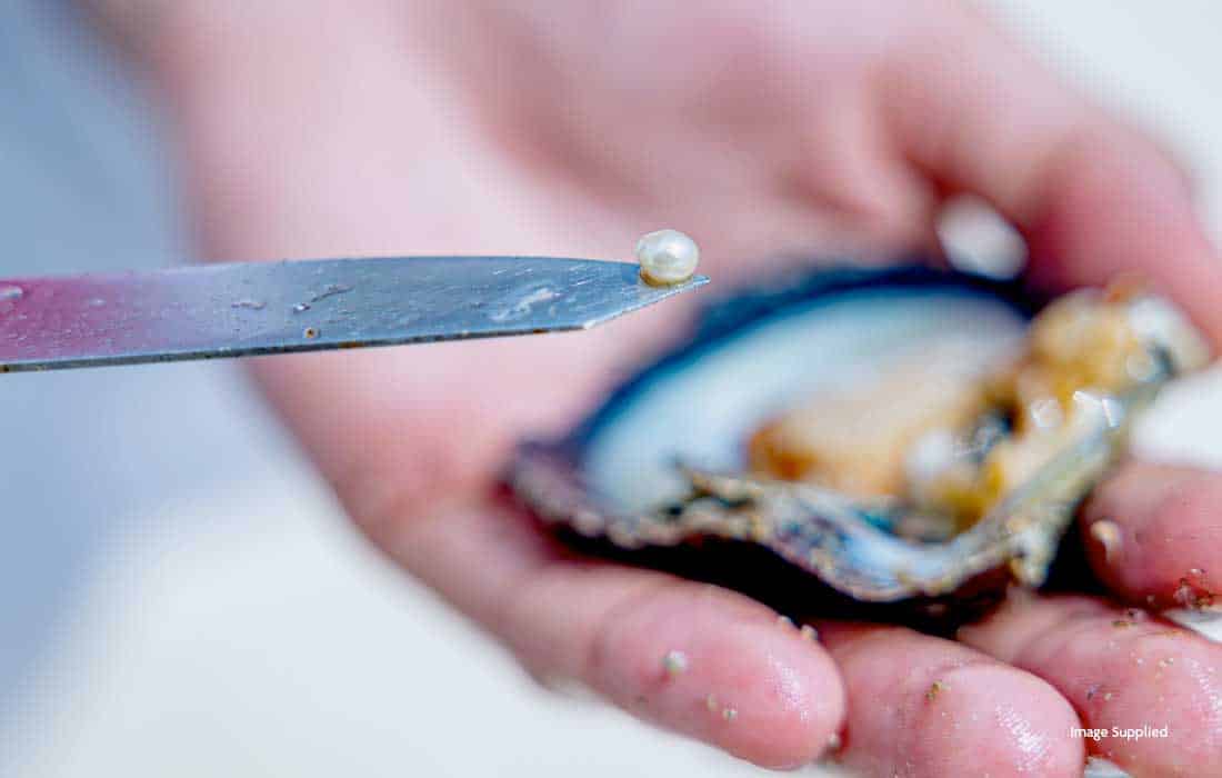 Abu Dhabi leads Gulf in oyster habitat restoration