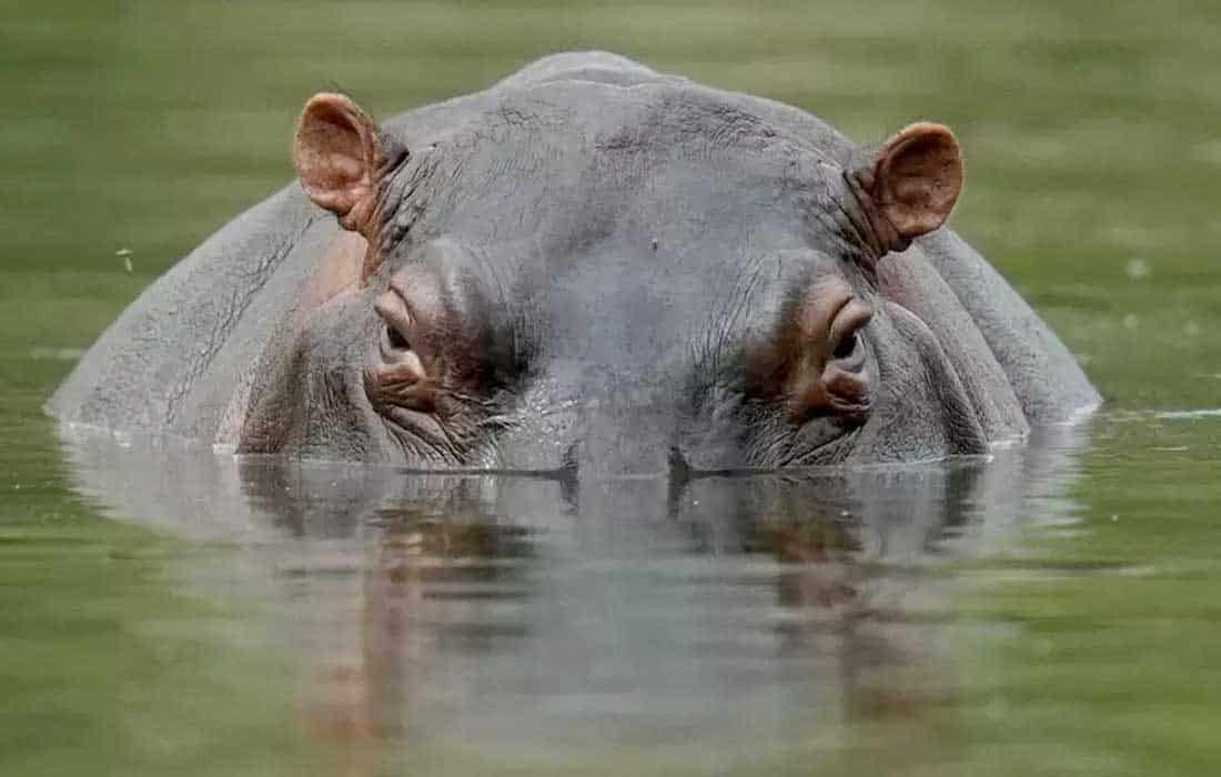 Anthrax outbreak kills 50 hippos in Africa