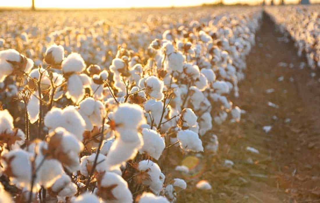 Kasturi Cotton branding elevates India’s textile industry