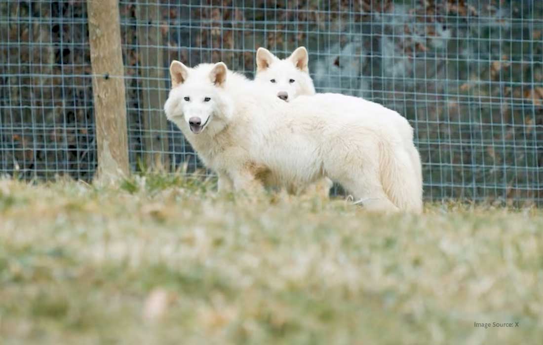 Dire wolf revival sparks science-fantasy debate