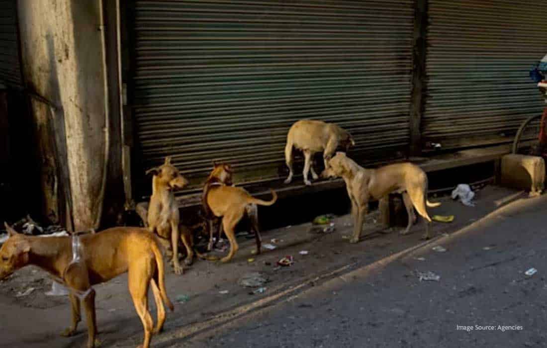 Sri Lanka dog removal before Modi visit sparks protest