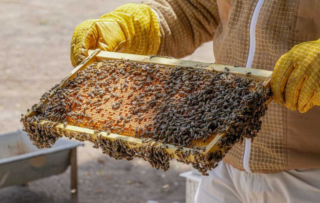 UAE steps up drive to protect Emirati honeybee breed