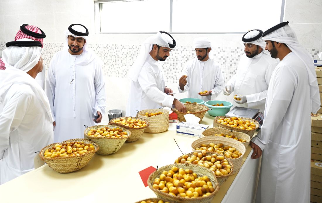 Al Dhaid Date Festival Introduces AI in Dates Judging for the First Time