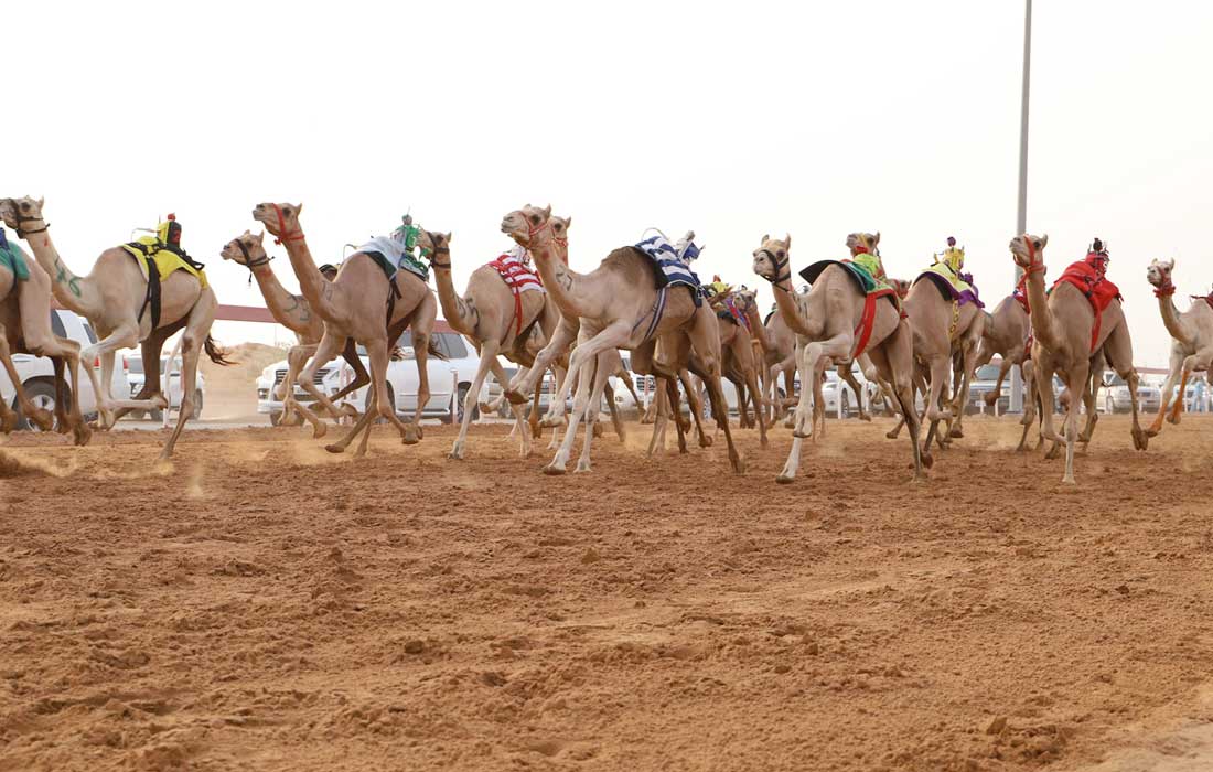 Sharjah saw 1,000 camels race in a traditional Fatameen event, celebrating heritage and local sporting culture.