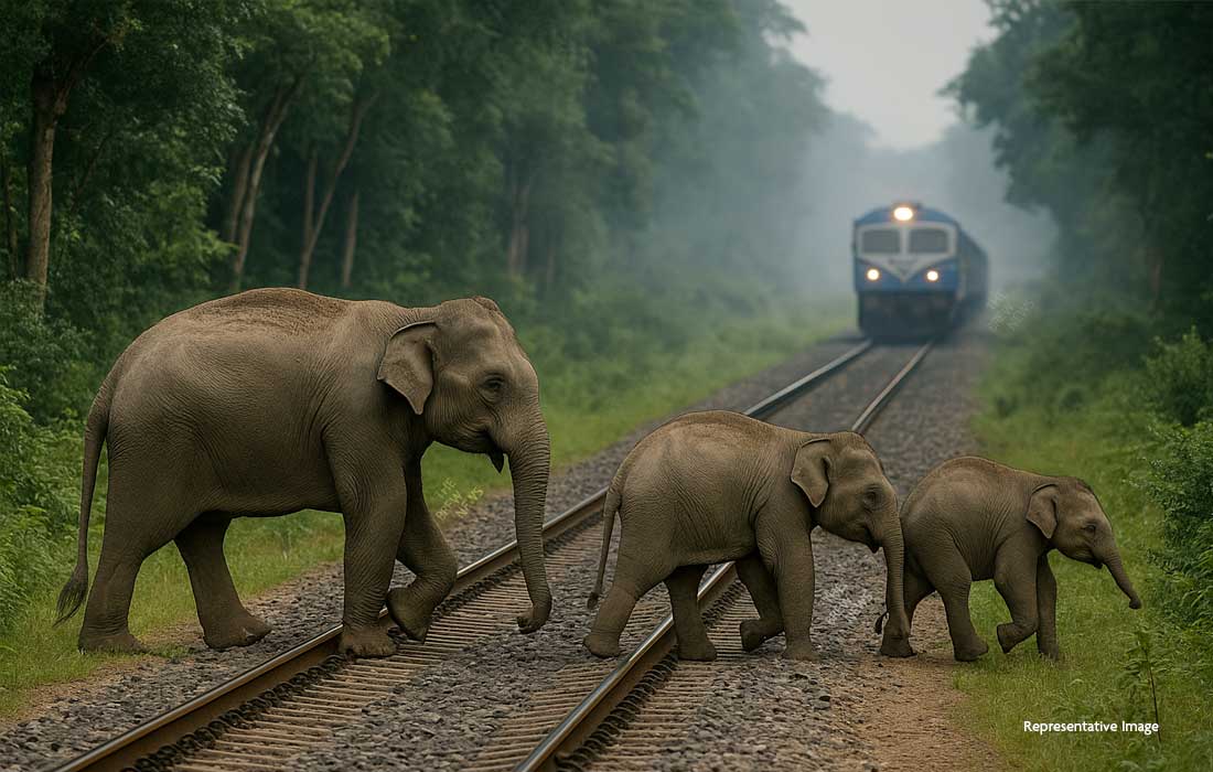 West Bengal train tragedy kills three elephants, including two calves, despite prior alert; forest officials urge stronger safety steps.