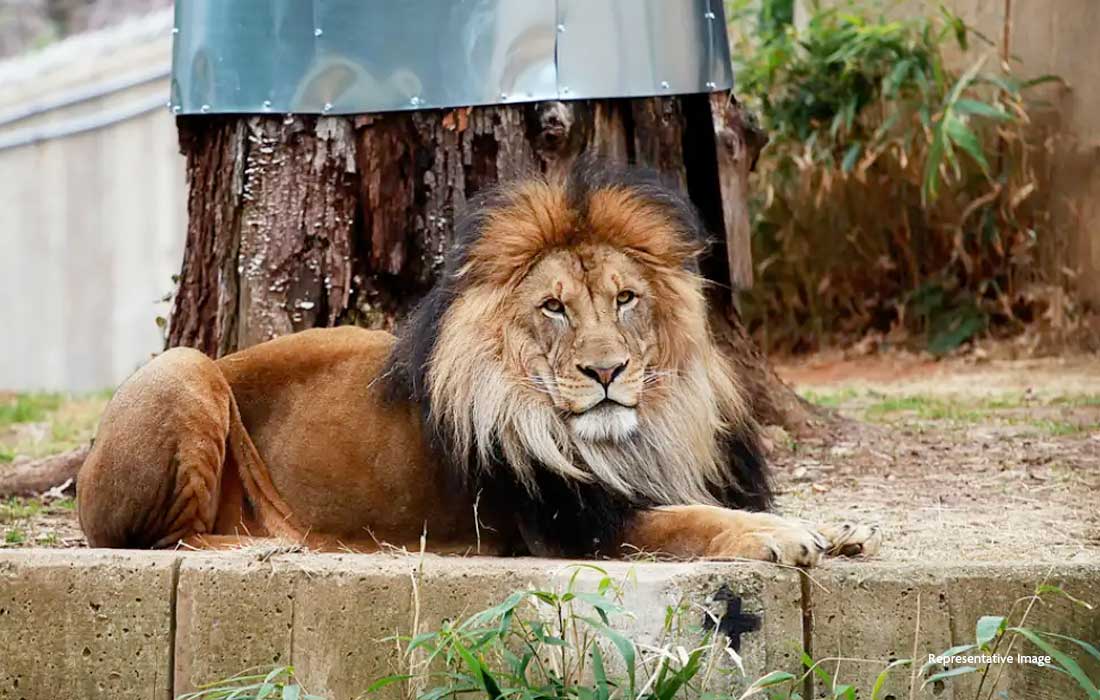 Denmark zoo sparks debate by accepting live pet donations as predator feed