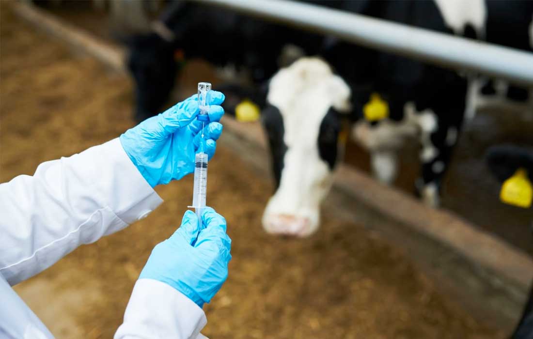 Australia develops foot and mouth vaccine