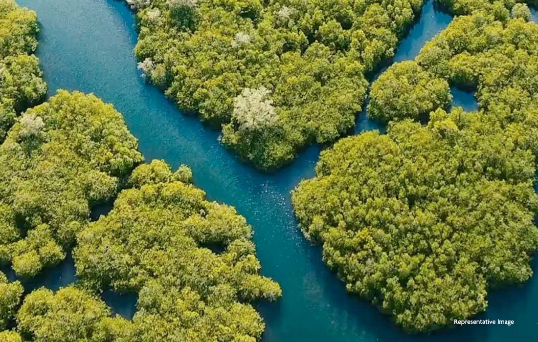 DEWA, Emirates Marine Environmental Group plant 13,350 mangrove trees