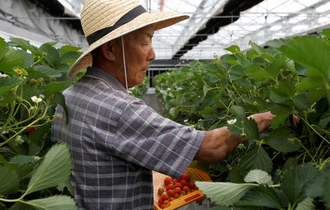 Japan farm exports hit record high