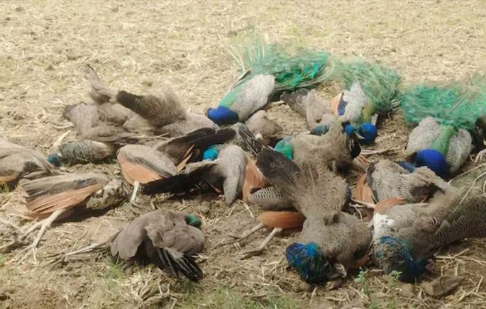 Peacock deaths in Karnataka shock villagers