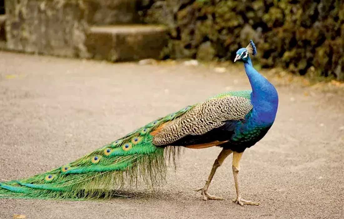 Peacock deaths in Karnataka shock villagers