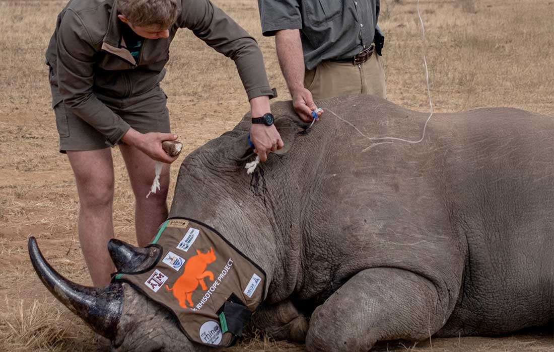 Scientists fight poaching with radioactive rhino horns