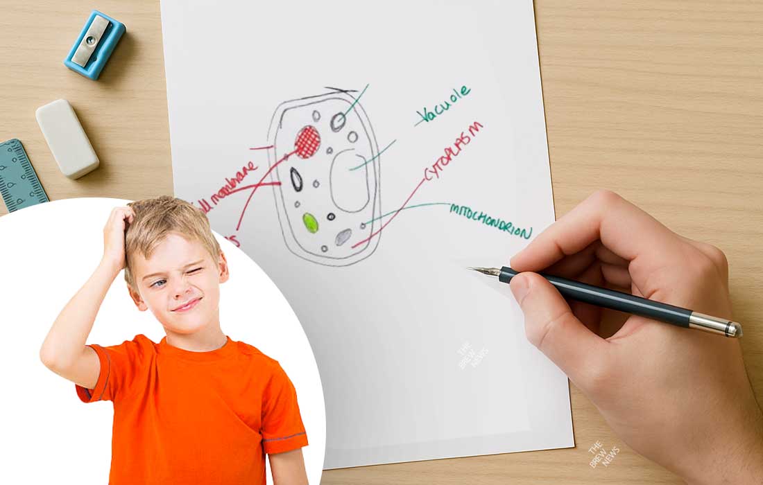 Easy ways to remember biology diagrams without losing your mind