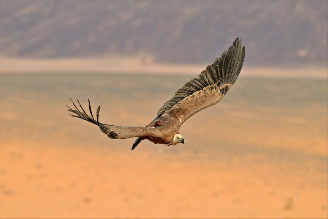 Saudi Arabia tracks vultures flying 245,000 km across eight countries