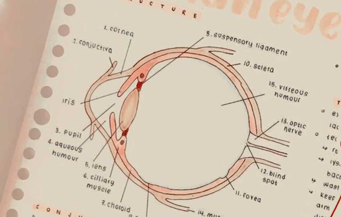 Mastering biology diagrams: 5 easy tips