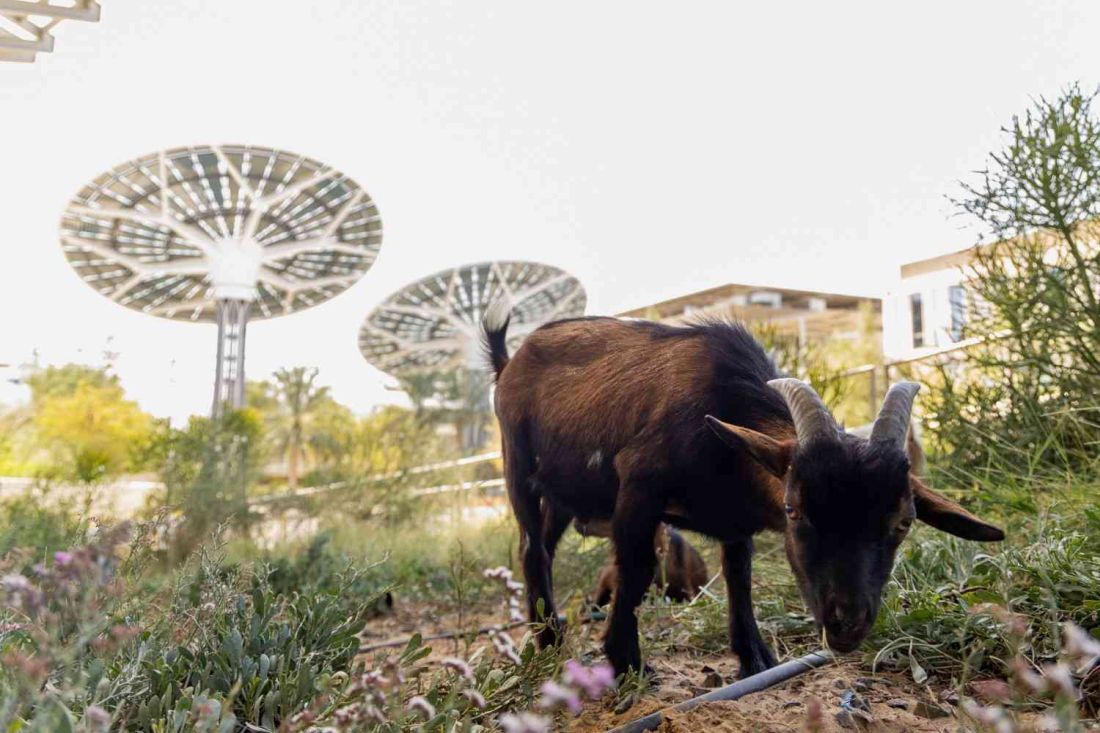 Pygmy Goat at Terra’s Rooftop Garden, Expo City Dubai