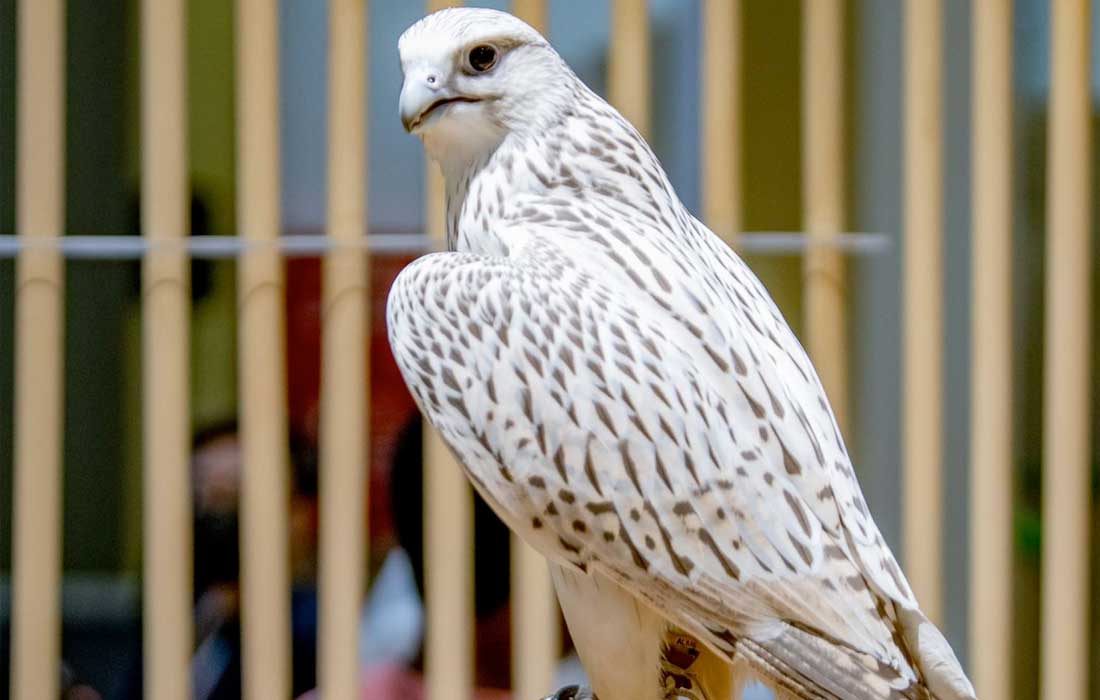 Abu Dhabi extends GCC falconry tradition