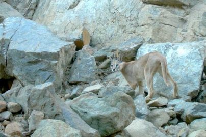 Critically endangered Arabian lynx spotted again in Fujairah’s Wadi Wurayah Reserve