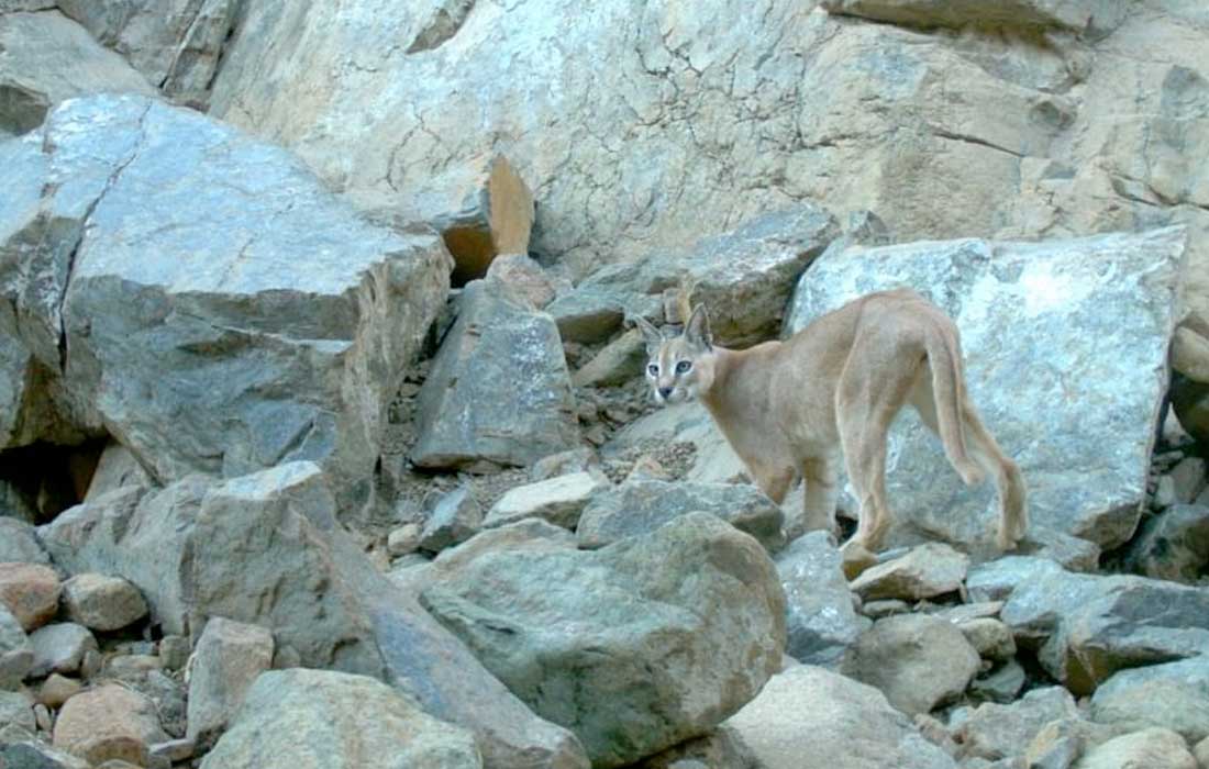 Arabian lynx sighting UAE sparks conservation hope