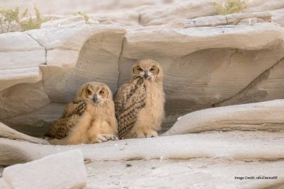 Why birdwatchers are flocking to these 6 UAE spots this season