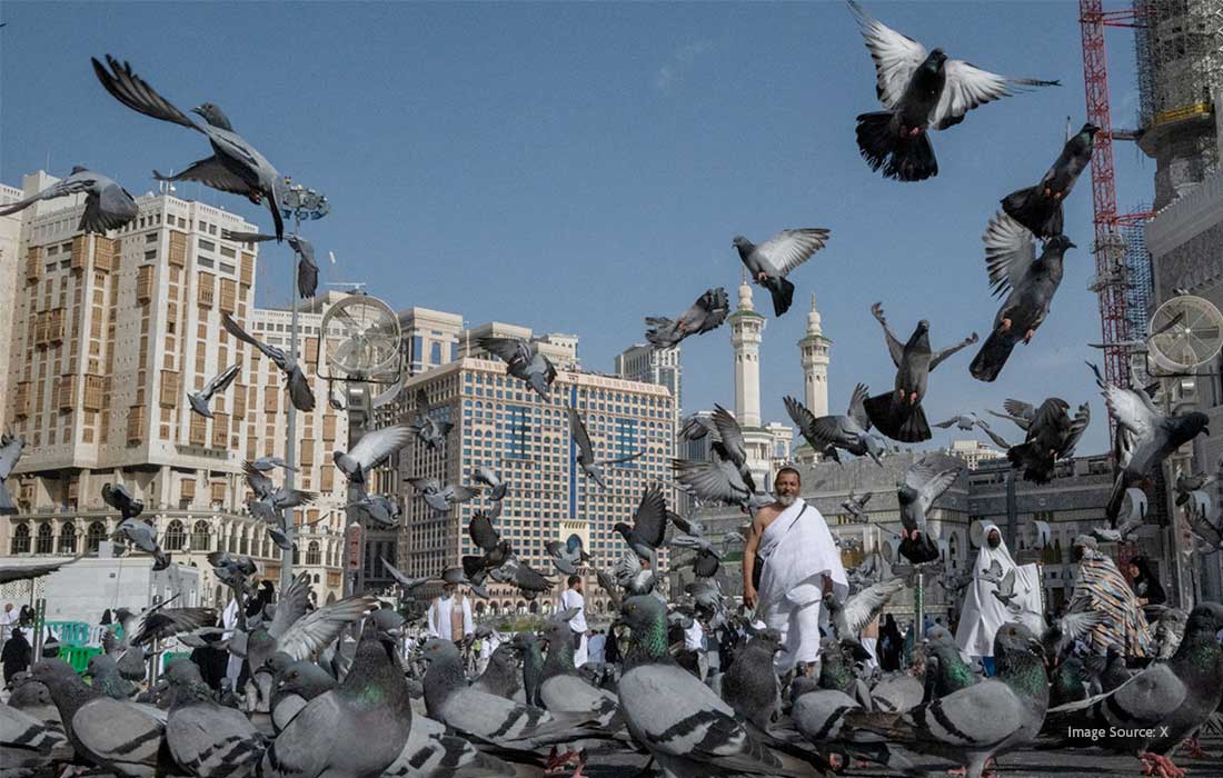 Feeding pigeons fine in holy cities: Saudi Arabia