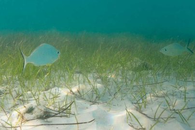 EAD and TotalEnergies launch major seagrass restoration in Abu Dhabi
