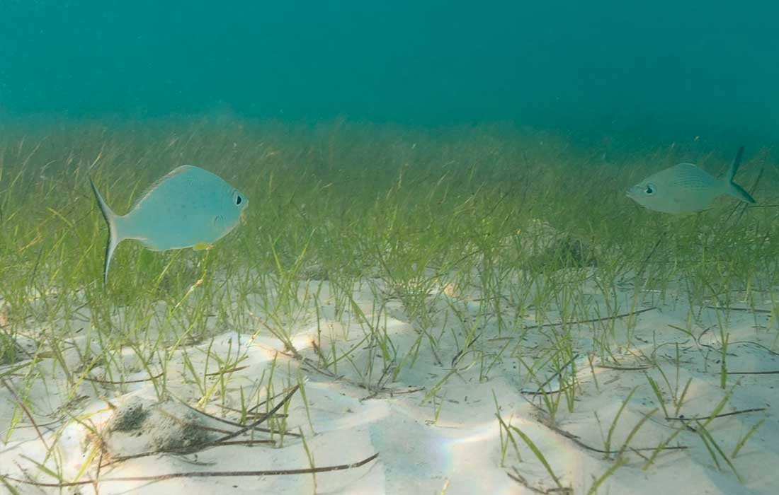Seagrass restoration launched in Abu Dhabi