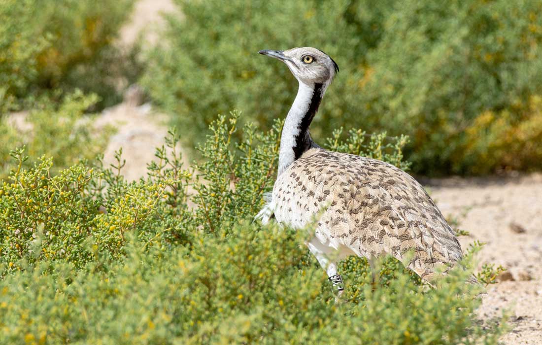 UAE, Mongolia boost Asian Houbara conservation