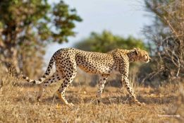India to import eight more cheetahs from Botswana under Project Cheetah