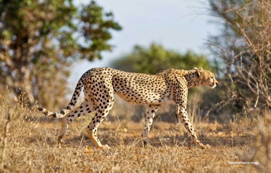 Project Cheetah India to add Botswana cheetahs